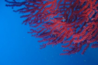  Espectáculo submarino 